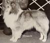 Alnphyll Coquette