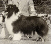 Macdega Savannah