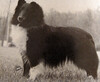 B'Field Chelsea Star Born