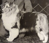 Whistilyn's Silver Legacy