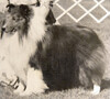 Heritage Lil' Rascal