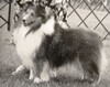 Majestic August Spirit