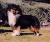 Aynsworth Moonshadow