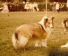 CH Kawartha's Fantasia