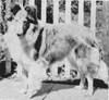Banba Capri Of Fairview - Shetland Special winter 1959 Banba Capri Of Fairview - Shetland Special winter 1959