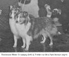 Thistlerose Mister Broadway & Thistlerose Miss Park Avenue - Shetland Special summer 1958