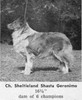 Sheltieland Shasta Geronimo  - Shetland Special fall 1957