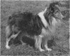 Astolat Emblem Of Merit - Shetland Special spring 1957