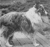 Geronimo Silver Cloud - Shetland Special winter 1956
