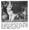 Va-Gore's Bright Promise - Shetland Special winter 1956