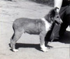 E-Danha Babalu at 4 mos