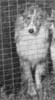 Sheltieland Nugget O' Sea Isle - Shetland Special Nov-Dec 1950