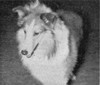 Bandmaster O' Page's Hill - Shetland Special Mar-Apr 1950