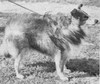 Shelt-E-Ain Tam O'Shanter - Shetland Special Mar-Apr 1950