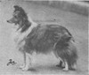 Eltham Park Elda - Shetland Special Jan-Feb 1950