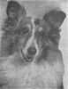 Geronimo Little Gremlin - Shetland Special Jan-Feb 1950