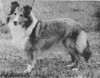 Sea Isle Serenata - Sheltie Special Jan-Feb 1966