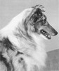 Alpah Gay's Kelli Bleu - Sheltie Special May-Jun 1966