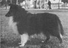 Kiloren Nightstorm O'Alandie - Sheltie Special May-Jun 1966