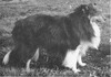 Starhaven's Banner- Sheltie Special May-Jun 1966