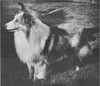 Browne Acre's Prince Consort - Sheltie Special Jul-Aug 1966