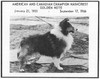 Nashcrest Golden Note - Sheltie Special Nov-Dec 1966