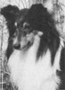 Shady Acre's Lamplighter - Sheltie Special Jan-Feb 1967 Shady Acre's Lamplighter - Sheltie Special Jan-Feb 1967