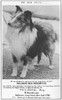 Philidove Heir Presumptive - Sheltie Special May-Jun 1967