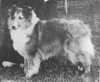 Jomar Carmylie Bundle Of Love - Sheltie Special Jul-Aug 1967