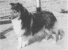 Barwoods Tinker Belle - Sheltie Special Nov-Dec 1967