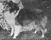 Astolat Gold Award - Shetland Sheepdog Yearbook 1967