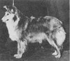 Badgerton Via Madison Avenue - Shetland Sheepdog Yearbook 1967