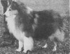 Willow-Acres Curtain Call - Shetland Sheepdog Yearbook (Sheltie Special) 1968