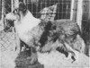 Larkspur's Replica Of Pocono - age 11 - Sheltie Special Mar-Apr 1968
