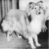 Allmac's Le Centenaire - Sheltie Special Mar-Apr 1968
