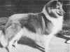 Banchory Monarch O'Marimount - Sheltie Special Mar-Apr 1968
