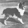 CH Mowgli - Sheltie Special May-Jun 1968