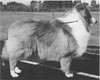 Robrovin Huckleberry Finn - Sheltie Special May-Jun 1968