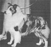 Glengyle Winter Wonderland - Sheltie-Special May-Jun 1968