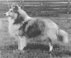 Banchory Royal Heritage - Sheltie Special May-Jun 1968