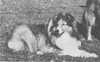 Geronimo Highland Bruce - Sheltie Special May-Jun 1968