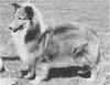 Rorralore Zodiac - Sheltie Special May-Jun 1968