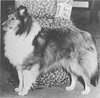 Sea Isle March Wind - Sheltie Special Jan-Feb 1969 Sea Isle March Wind - Sheltie Special Jan-Feb 1969