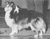 Tess's Trump Card Of Wadmalaw - Sheltie Special Jan-Feb 1969