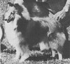Hatfield Sultan Of Lorel - Sheltie Special May-Jun 1967 Hatfield Sultan Of Lorel - Sheltie Special May-Jun 1967