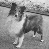 Rorralore Rosmarin O' Swizain - Sheltie Special May-Jun 1969