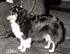 Starhaven's Black Brat - photo dated 1966