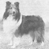 Badgerton Red Riot O'Carmylie - Sheltie Special Nov-Dec 1969