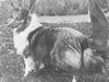 Sea Isle March Wind - Sheltie Special Jan-Feb 1970 Sea Isle March Wind - Sheltie Special Jan-Feb 1970