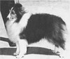 Four Winds Filibuster - Sheltie Special Nov-Dec 1970
